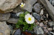 Ranunculus traunfellneri